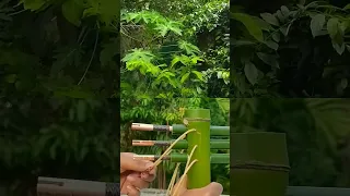 #bamboo #diy #bambooshoot #wood