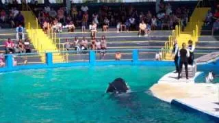 Miami Seaquarium - Orca and Dolphins show off