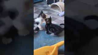 Two cats friendly fight #shorts