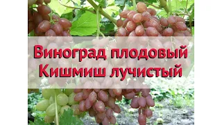 Виноград плодовый Кишмиш лучистый 🌿 Обзор: посадка и уход. крупномеры: описание и особенности