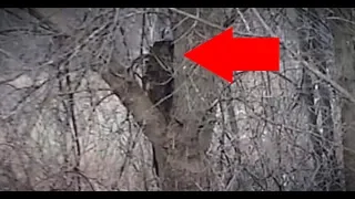 13 Scariest NEVER Before Seen Creepy Images of BIGFOOT Caught On Camera!!