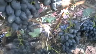 Сорт винограда Чарли - сезон 2015