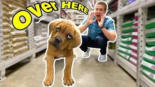 Buying Blind Homeless Puppy EVERYTHING He Touches! ( Kobe now fostered At Home With Me )