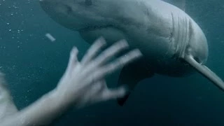 GoPro: Man Fights Off Great White Shark In Sydney Harbour