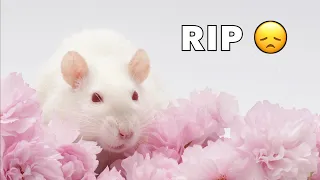 A Tribute to my Sweet Rat Omelet - Rest in Peace Old Girl 😞