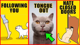 8 Odd Cat Behaviors Explained