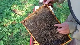 Готуємо бджолині сімї до зими (РАЗОМ 2 частина)