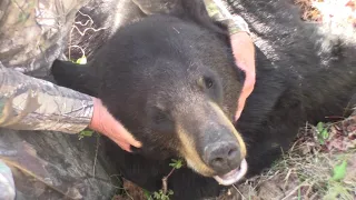 2021 Crossbow Bear: 1st Black Bear Down