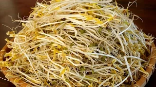 How to grow mung bean sprouts (Sukju-namul: 숙주나물)