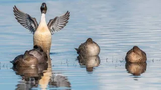 ❎️❌️sound northern pintail👇🎶🎵⚠️⚠️🔊 #pintail #northamerica #duckhunting #waterfowl