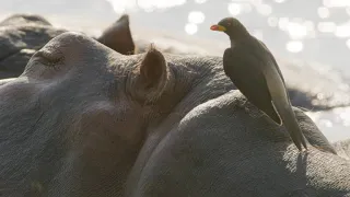 Oxpeckers Take Advantage of Their Hippo Hosts