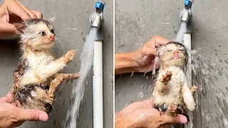 Street kitten rescue, OMG very dirty! bathing for first time