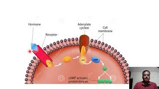 Endocrinology Session 14