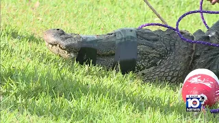 Woman killed after being attacked by alligator in Ft. Pierce