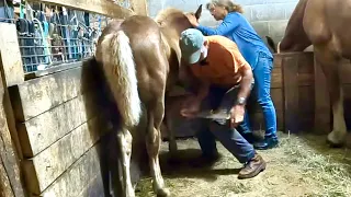 BREE'S FIRST HOOF TRIMMING! // Our Little Draft Horse is Growing Up!! #533