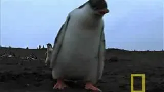 Antarctic Penguins