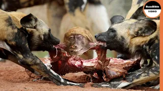 Mother Baboon Sacrificed Herself For Her Young !!