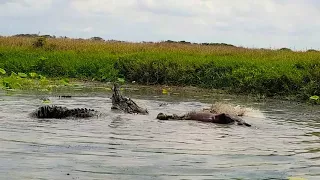 Darwin NT Corroberee Billabong Croc feeding frenzy