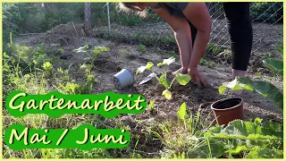 Selbstversorger Garten im Mai/Juni Gartenarbeit Hühner Kaninchen