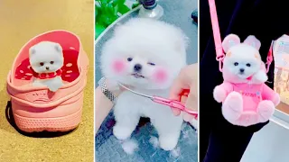 Tik Tok Chó Phốc Sóc Mini 😍 Funny and Cute Pomeranian #395