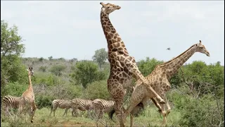 Giraffes Madly  in Love! | Kruger Park Sightings