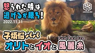 【旭山動物園】ママに怒られたら逃げるが勝ち！子煩悩ぱぱオリト🦁しっかりままイオ🐱パパ大好きフウ🐱レイ🐱イト🐱(11/11) [Asahiyama Zoo]  Lion, Orito's Family.