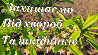 Після цвітіння зробіть це. Захистіть свій сад.