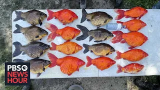 How massive, feral goldfish are threatening the Great Lakes ecosystem