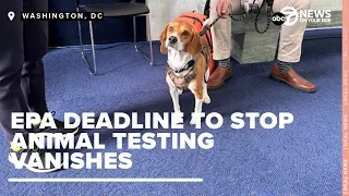 An EPA deadline to end animal testing no longer exists --- leaving lawmakers frustrated