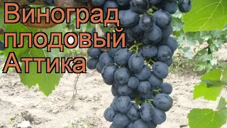 Виноград плодовый Аттика (vitis attika) 🌿 виноград Аттика обзор: как сажать рассада винограда Аттика