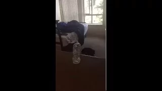 Rottweiler attack training ( amazing)