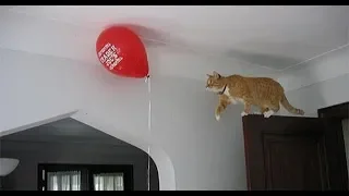 Funny Cats Playing With Balloons 2018 | TimeSquad