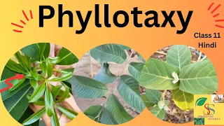 Phyllotaxy|| Alternate,Opposite,Whorled || class 11|| easy! In Hindi |Arrangement of leaves on stem