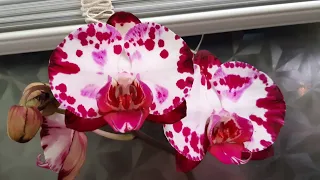 Продолжают распускаться новые сорта орхидей.