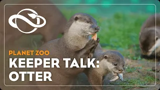 Planet Zoo | Keeper Talk | Asian Small-Clawed Otter