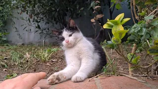 Two Cute Kittens and adult stray cats are gathering around me and asking for food.