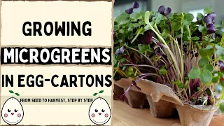 How to Grow Microgreens in Egg Cartons | Compostable Microgreen Trays