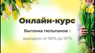 Курс по выгонке тюльпанов с выходом от 90% | Научим выращивать тюльпаны