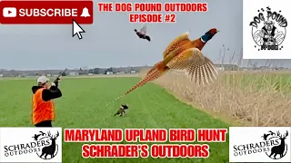 HUNTING PHEASANT, CHUKAR, QUAIL IN MD AT SCHRADER’S OUTDOORS! EPISODE 2 OF THE DOG POUND OUTDOORS!