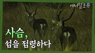 그물 3m를 쳐도 소용 없다는 이것. 사슴이 점령한 섬에 가다 | KBS 환경스페셜 220317 방송