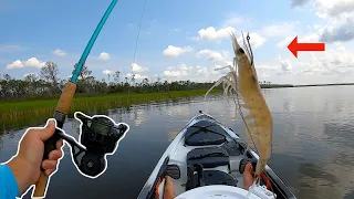 DELICIOUS! Catch, Clean, Cook | KAYAK FIshing Using LIVE Shrimp