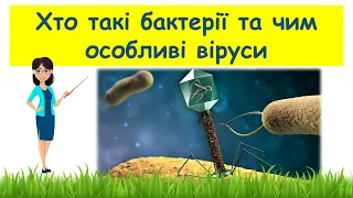 Хто такі бактерії та чим особливі віруси