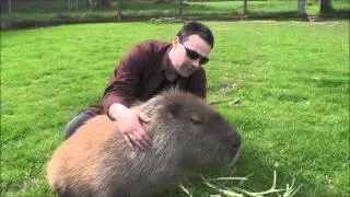 Making Friends with a Capybara