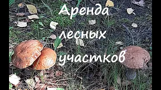 аренда лесных участков