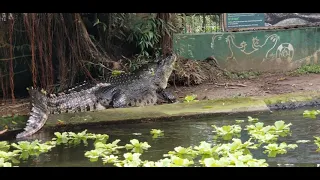 CROCOLANDIA 2021: Live Feeding Of The Very Big Hungry Crocodile "Lapu-Lapu"