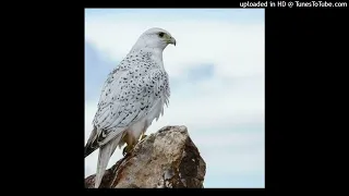 MEDITACION DEL AGUILA BLANCA Y EL TRABAJO DE SER AMOR