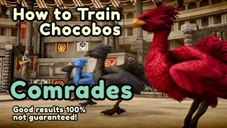 Comrades Chocobo Guide - How to Find and Train Chocobos