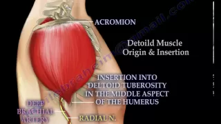 Intramuscular injection of the deltoid muscle  - Everything You Need To Know - Dr. Nabil Ebraheim