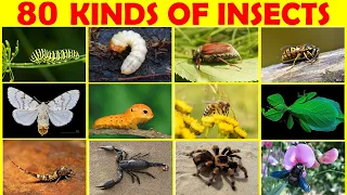 80 Kinds of Insects | Insect | Insect Names | Insect names in English | Insect Pictures @KuboEnglishVocabulary