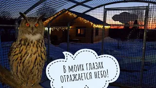 I prevented the owl Yoll from watching the sunset. Poirot the cat came in for dinner in the cold